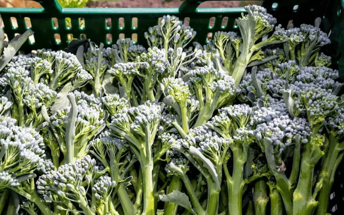 Spargelbrokkoli: Japanische Züchtung bei uns erfolgreich?