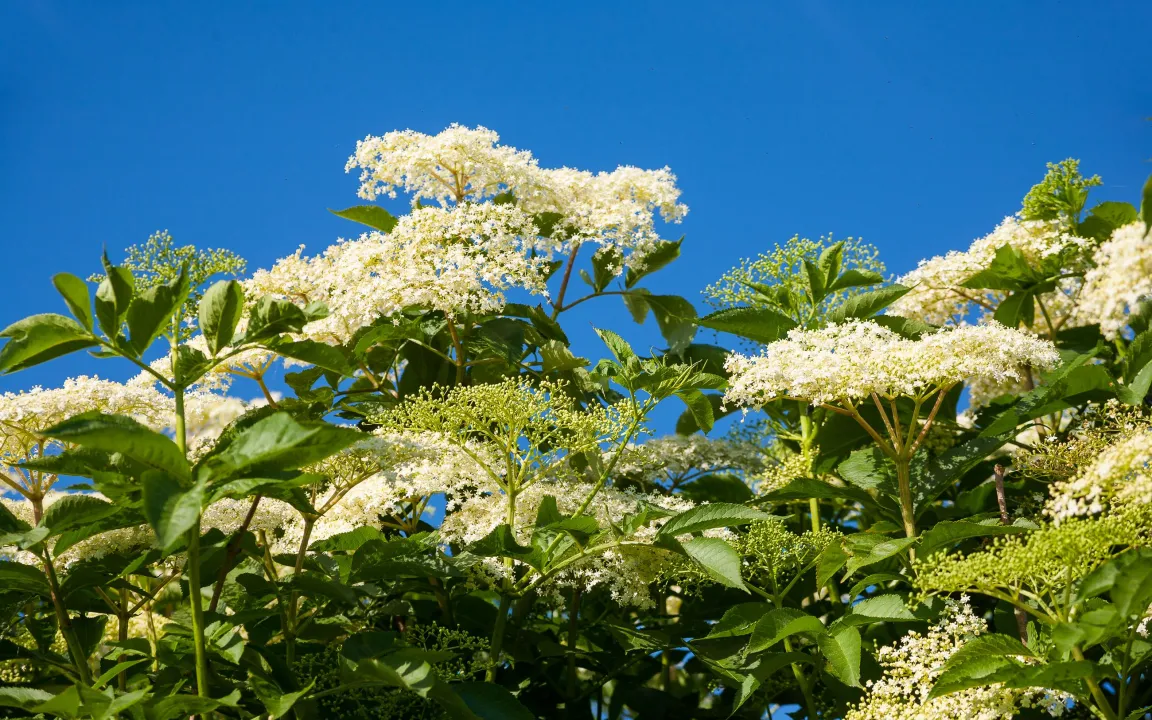 Der Schwarze Holunder ist „Heilpflanze des Jahres 2024“