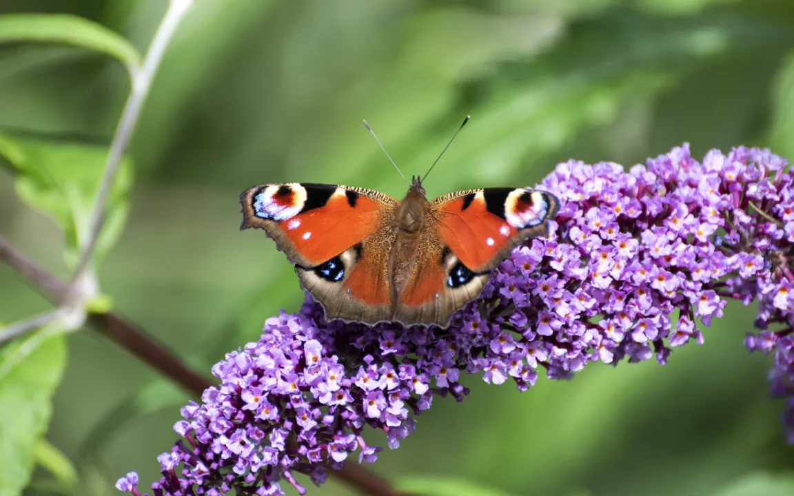 Der Sommerflieder im Garten