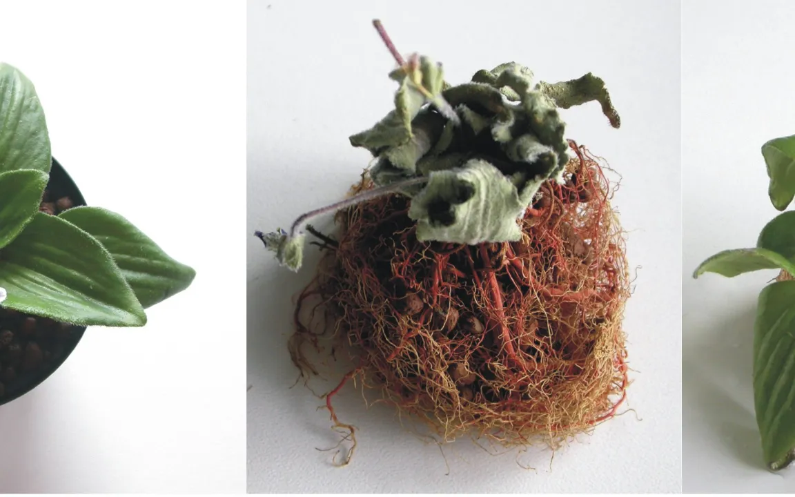 Ein Netzwerk für die Wiederauferstehungspflanze