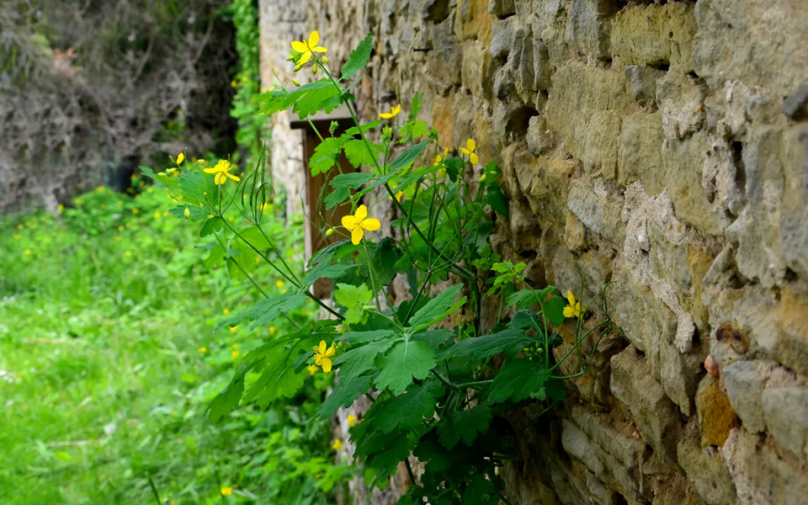 Pflanzen für Trockenmauern