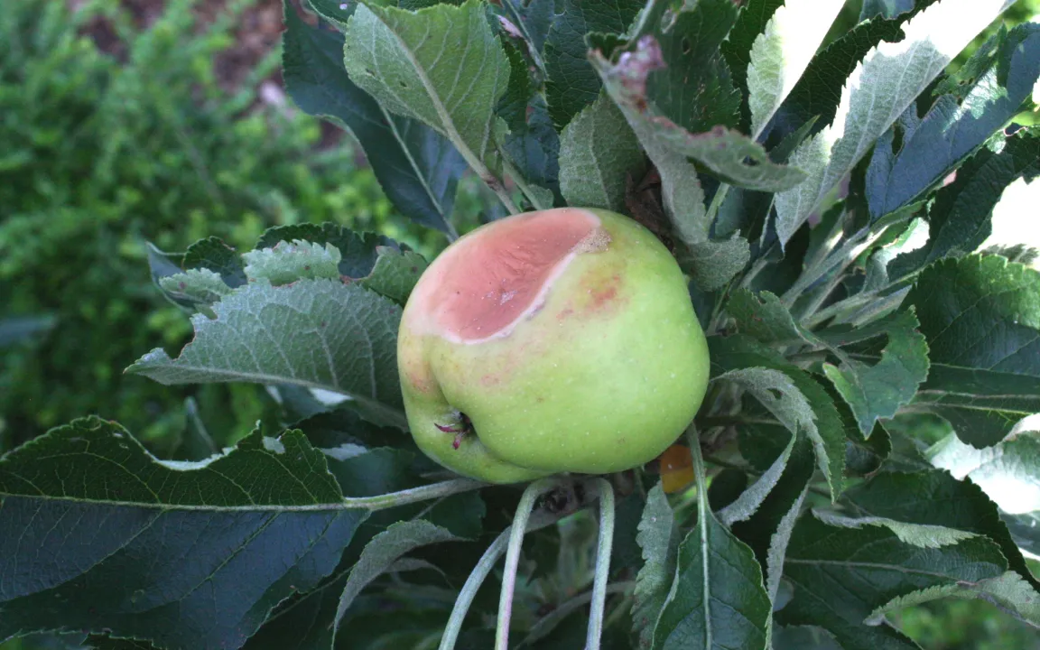 Bei Obst- und Ziergehölzen droht Sonnenbrand