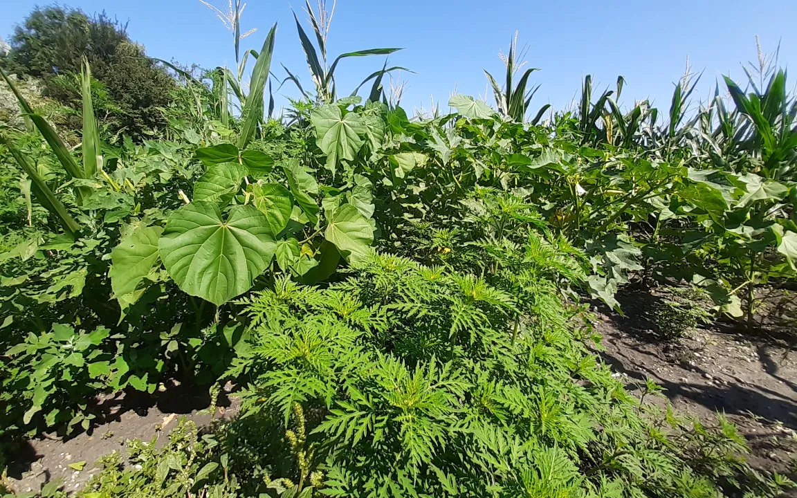Invasive Arten – die unterschätzte Gefahr