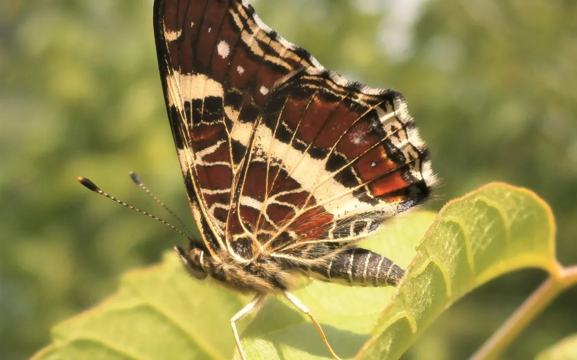 Das Landkärtchen ist Insekt des Jahres 2023