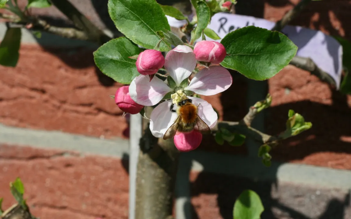 Nektardrüsen an Blättern ernähren Insekten