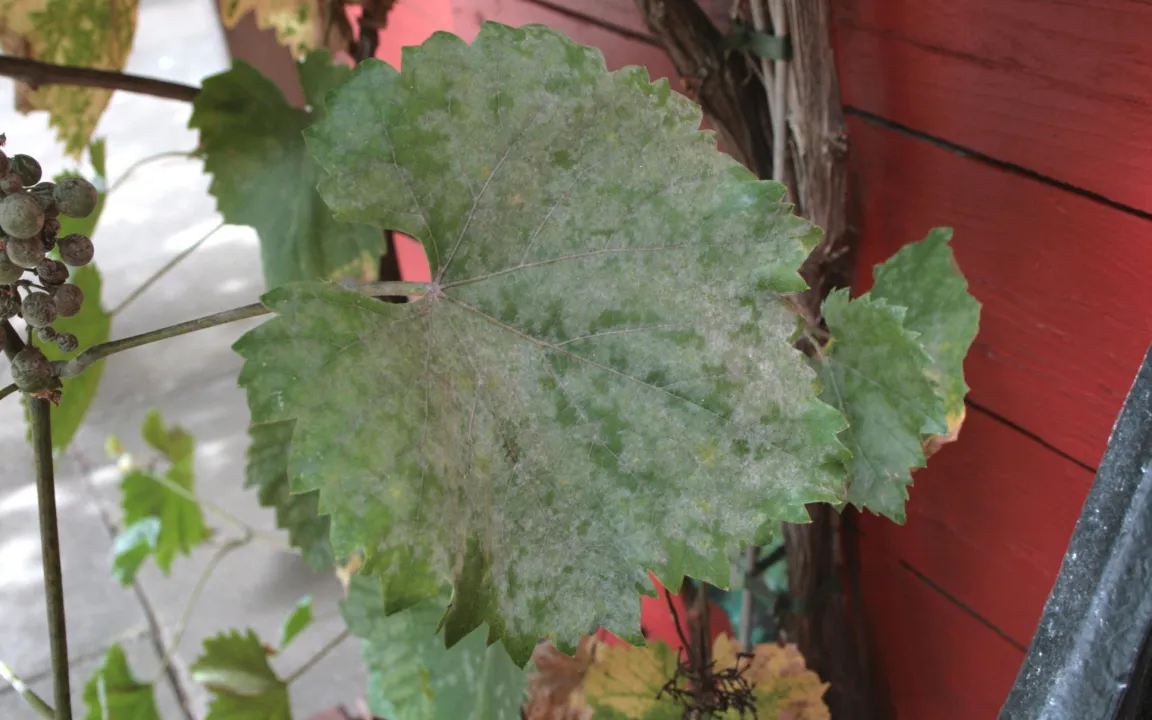 Nicht verwechseln: Echter und Falscher Mehltau an Weinreben