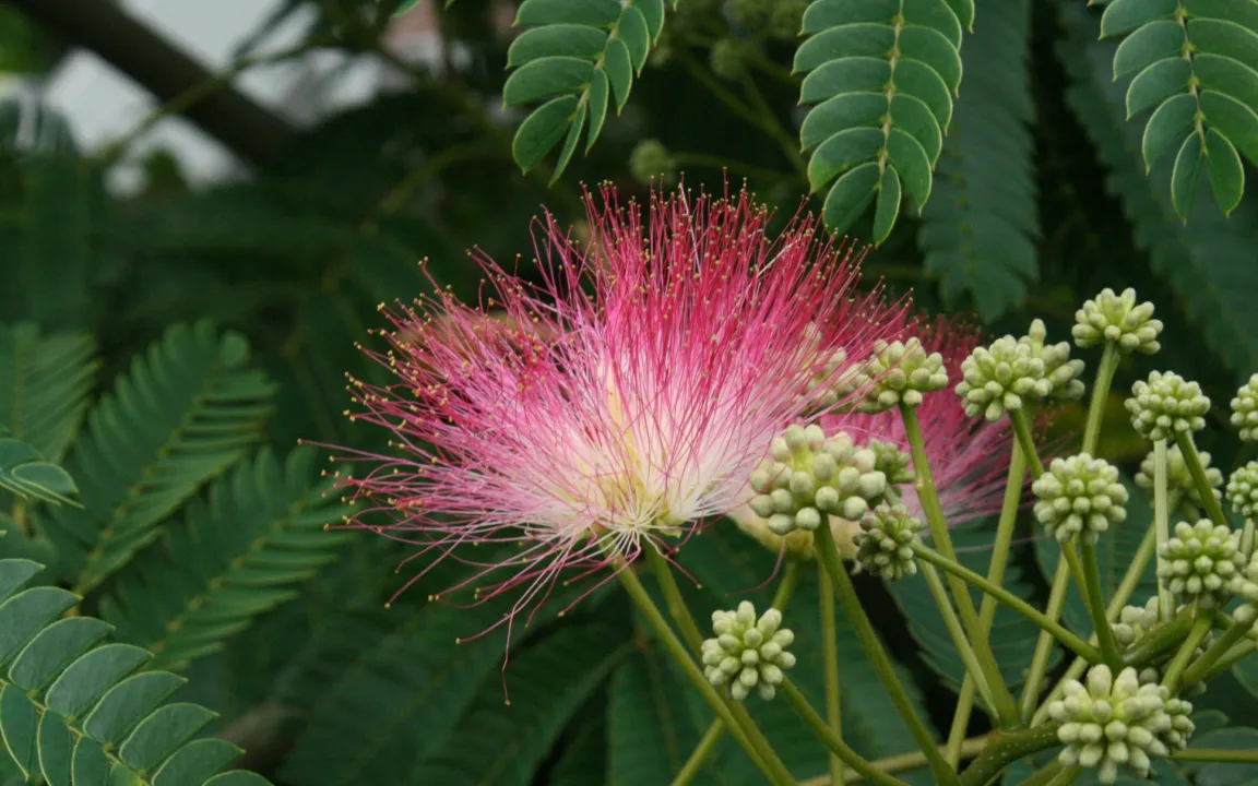 Gewinner im Klimawandel: die Seidenakazie