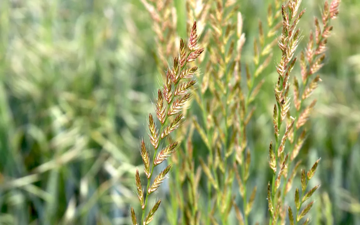 Resistenzen sind älter als der chemische Pflanzenschutz