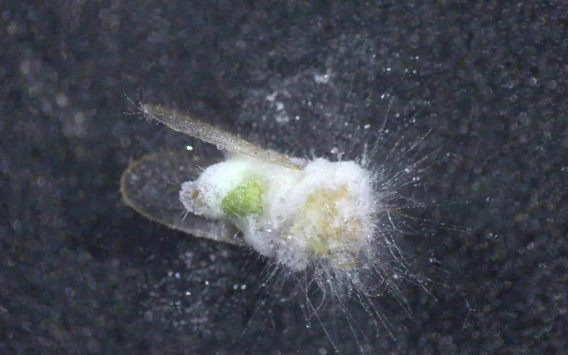 Pilz hilft Birne: Neue Hoffnung im biologischen Pflanzenschutz