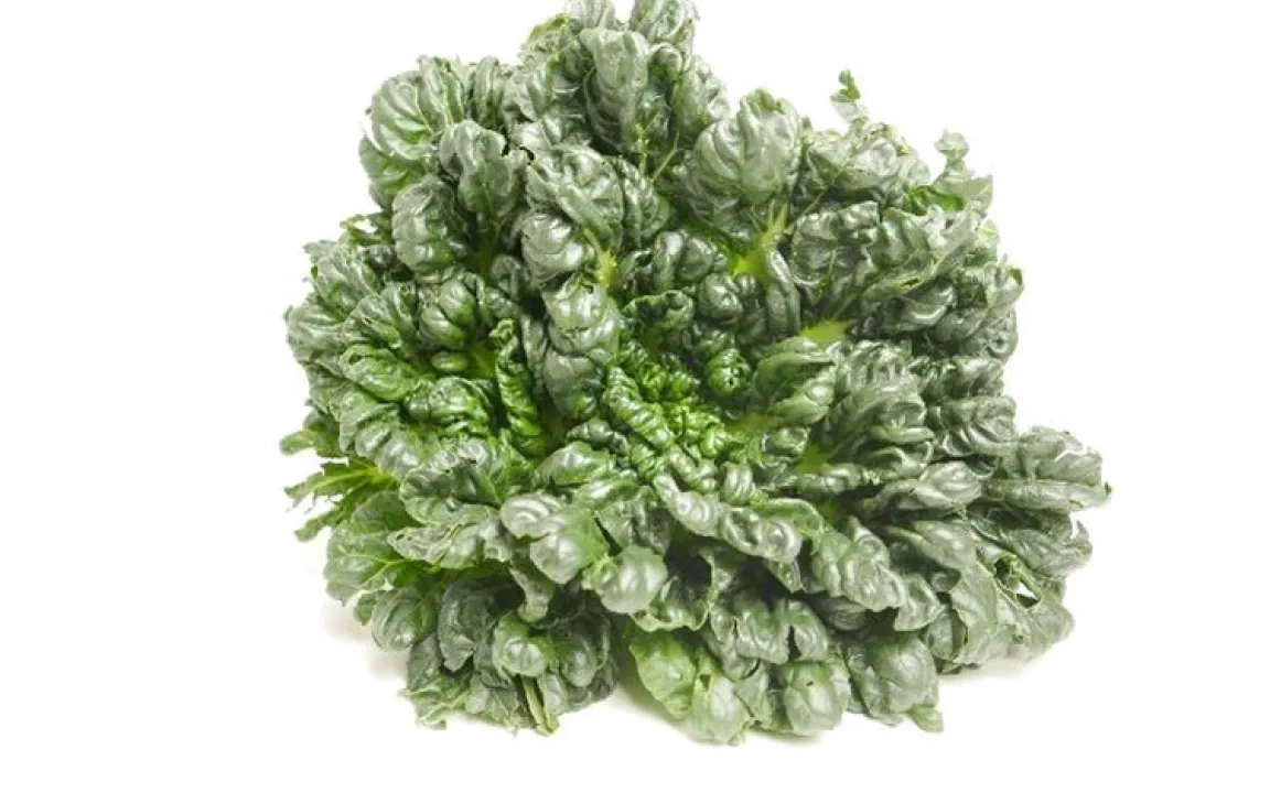 Tatsoi im Spätsommer säen