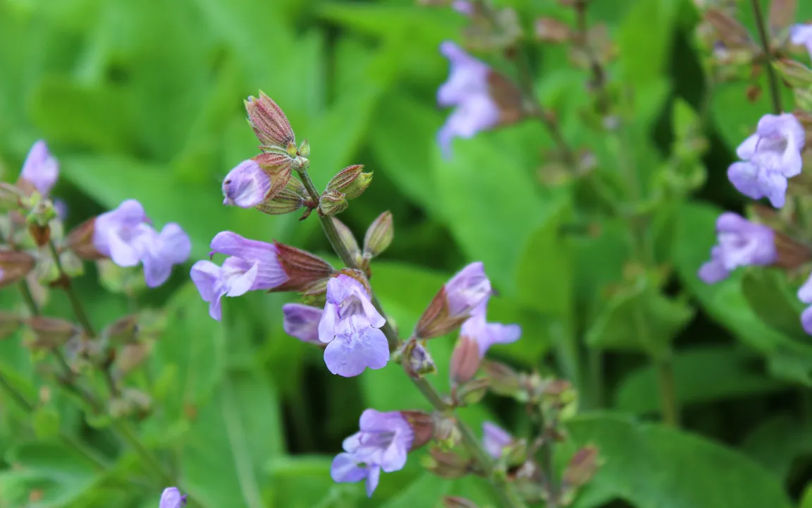 Der Echte Salbei ist „Arzneipflanze des Jahres 2023“