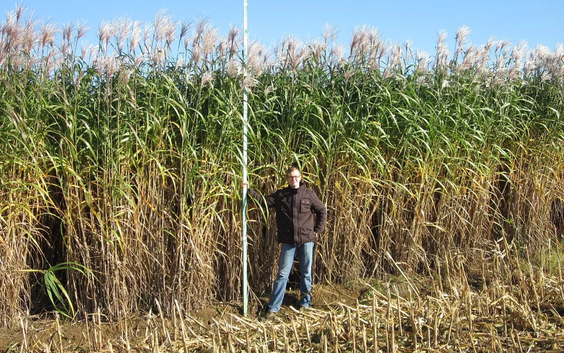 Miscanthus: Der Elefant unter den Gräsern