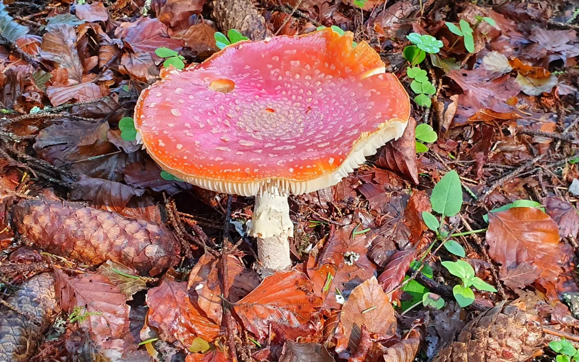 Fliegenpilz: Glücksfall für Birken und Fichten