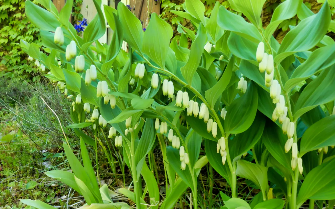 Die Vielblütige Weißwurz