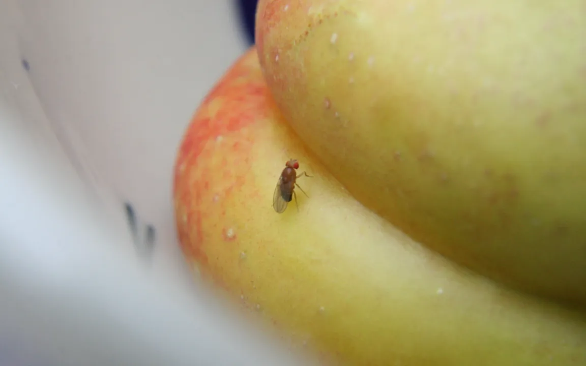 Lästig: Fruchtfliegen in der Küche
