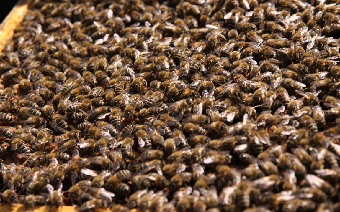 Mit Beratung und Forschung gegen Bienenverluste