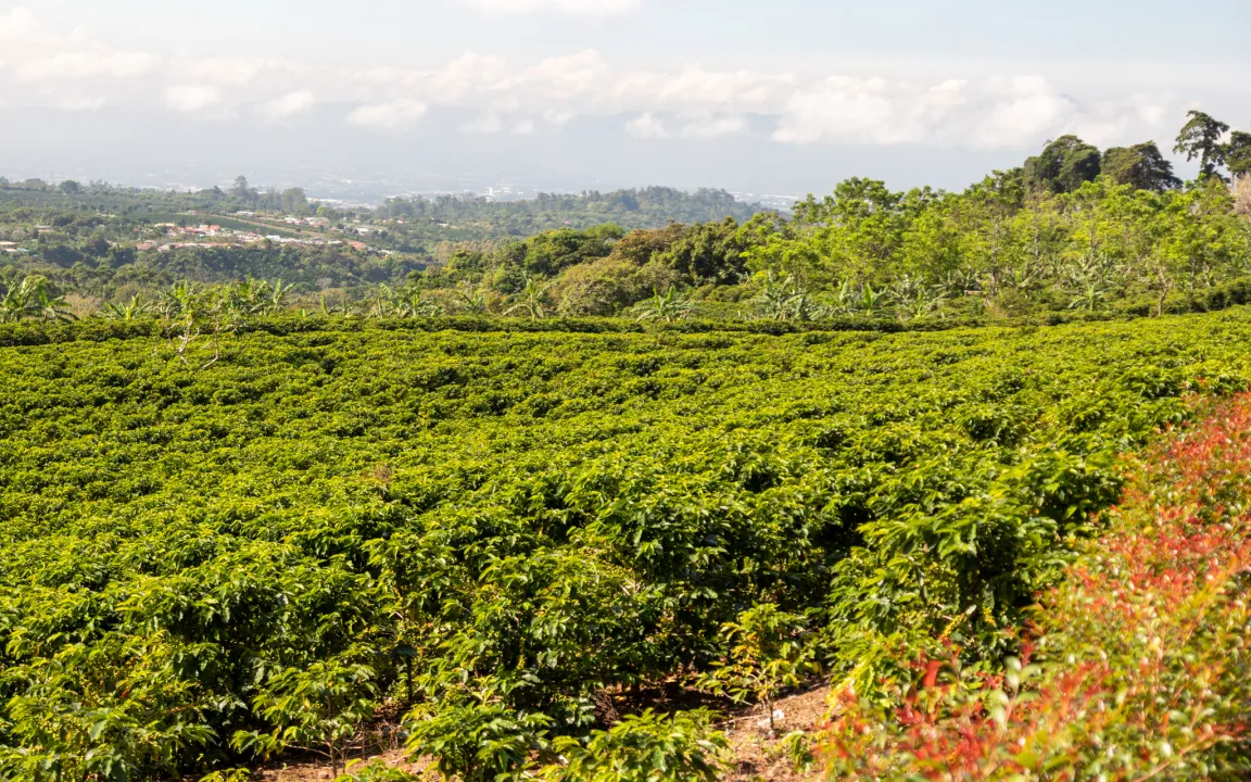 Neue Serie: Pflanzen, die die Welt veränderten