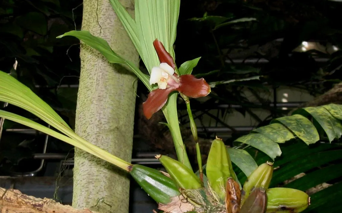 Tausche Kohlenstoff gegen Nährstoffe