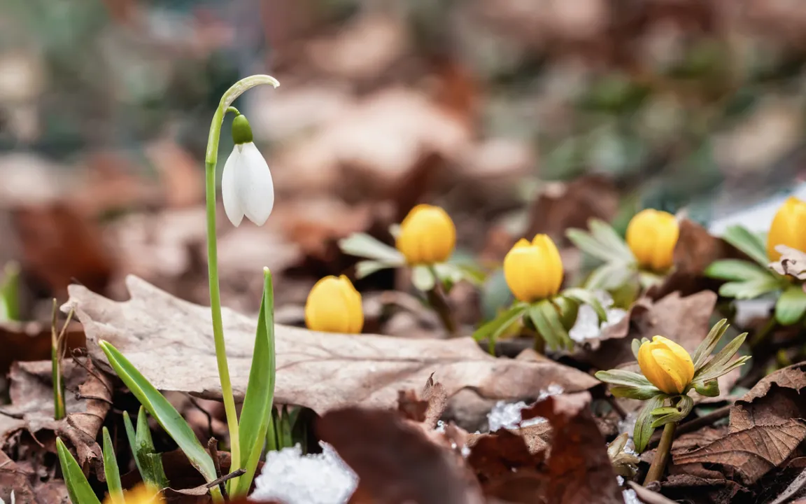 Jetzt Frühblüher für Bienen pflanzen