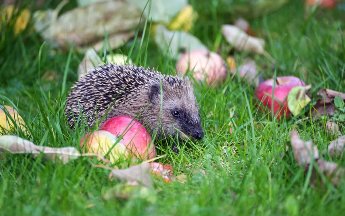 Der igelfreundliche Garten