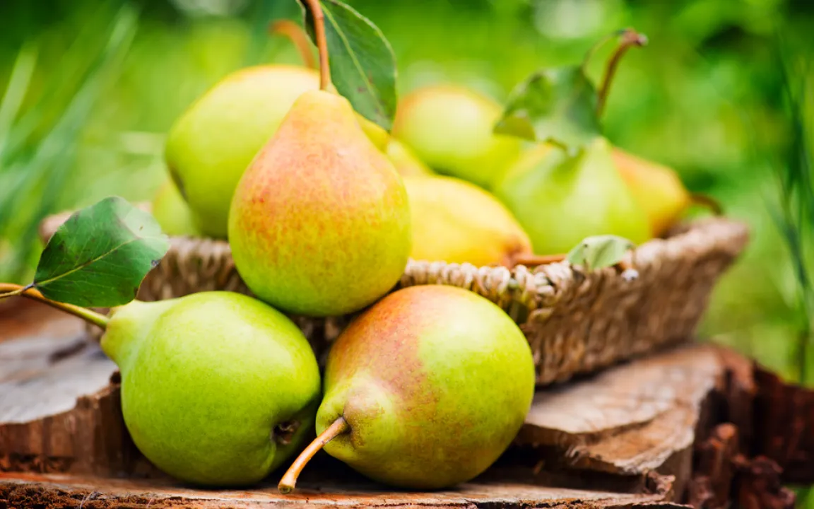 Herbstzeit ist Birnenzeit