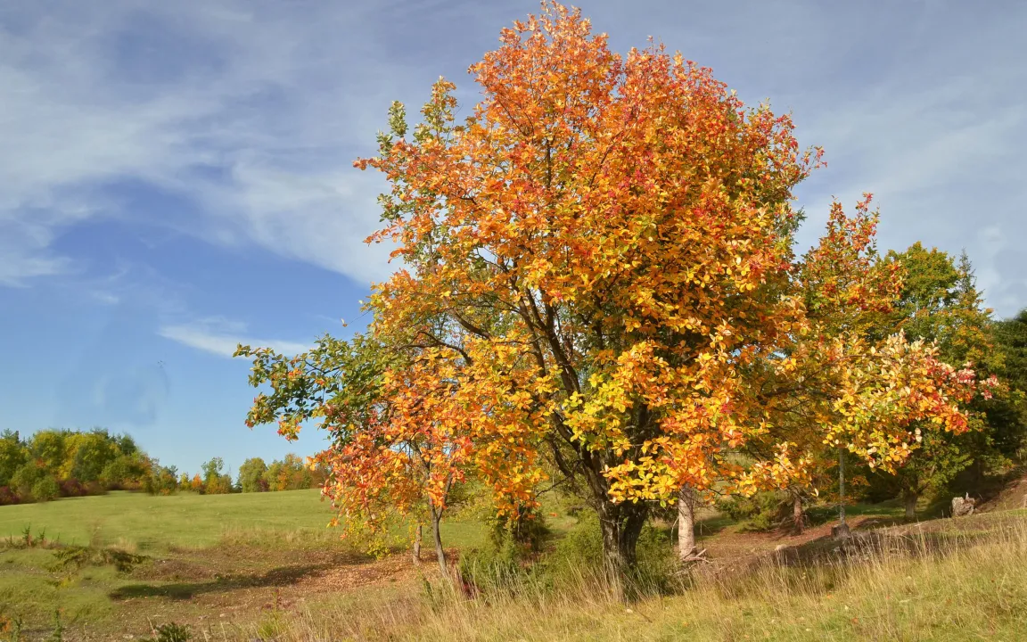 Baum des Jahres 2024: Die Echte Mehlbeere