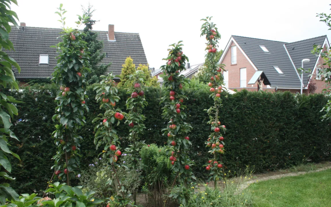 Ideal für kleine Gärten: Säulenäpfel