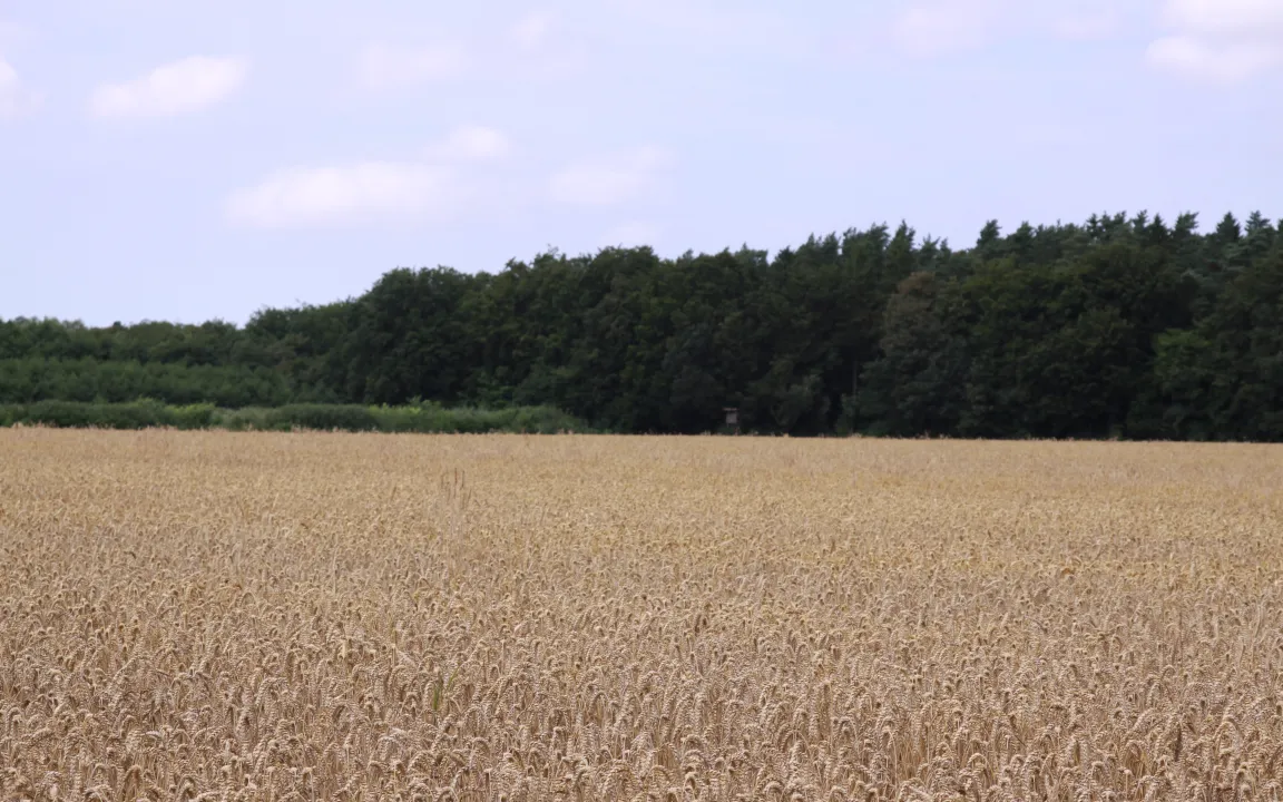 Pilzkrankheiten bedrohen unsere Ernten