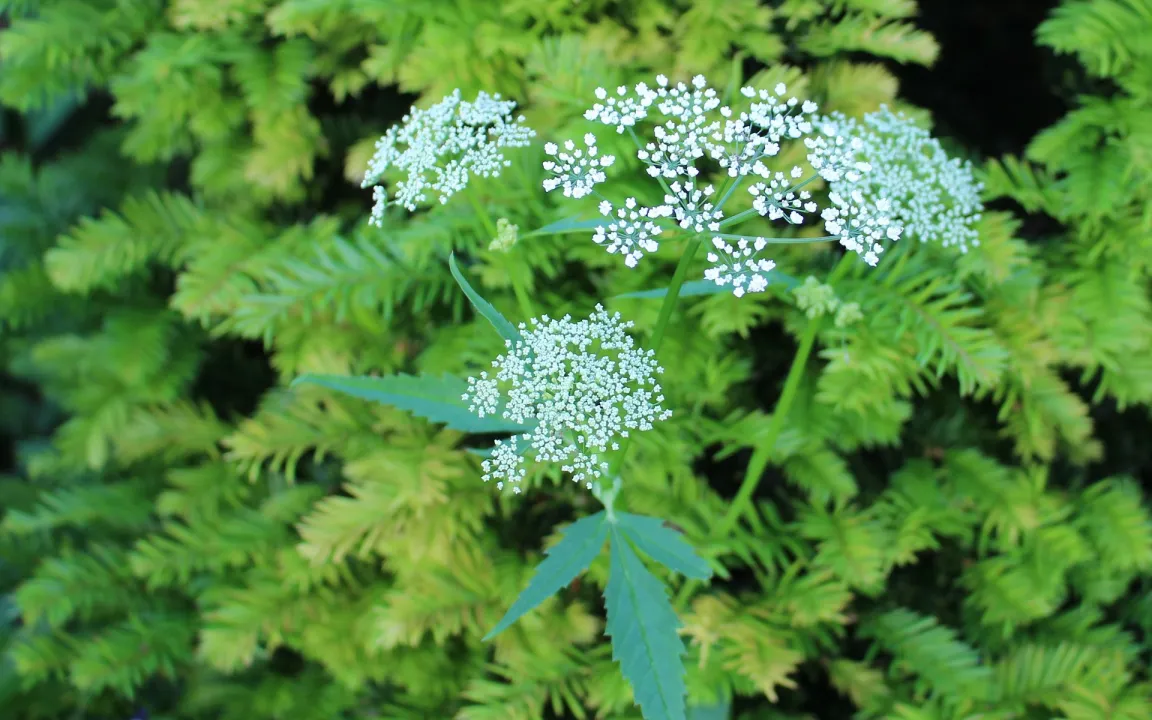 Stärken Kümmel und Koriander den Weizen?