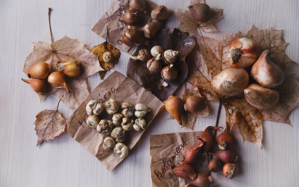 Jetzt noch Blumenzwiebeln pflanzen