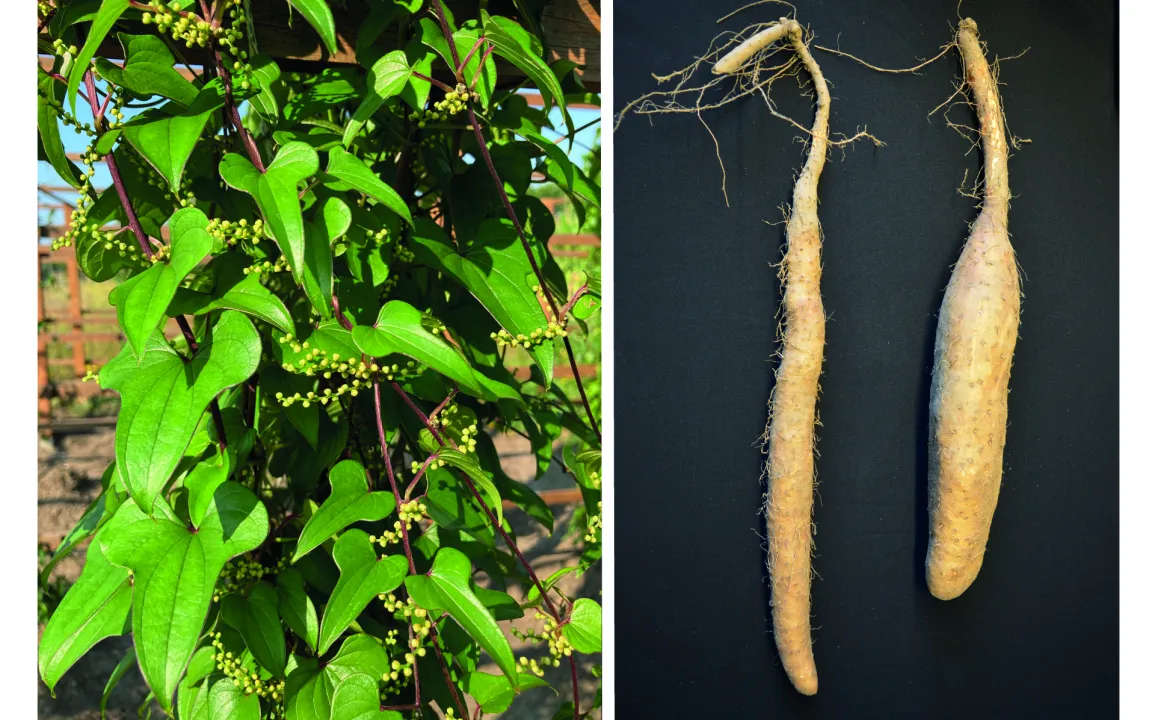 Serie: Pflanzen, die die Welt veränderten