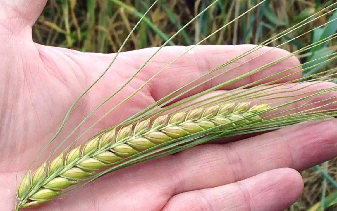 Winterbraugerste: eine Antwort auf den Klimawandel?