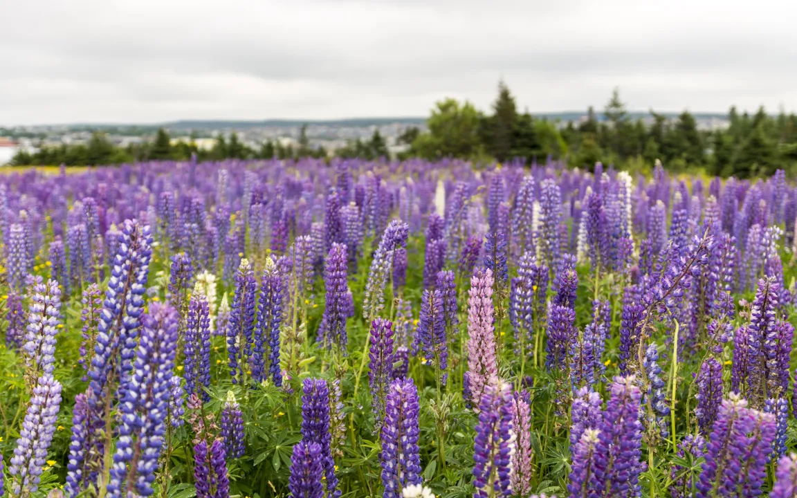 Althergebracht und dennoch trendy