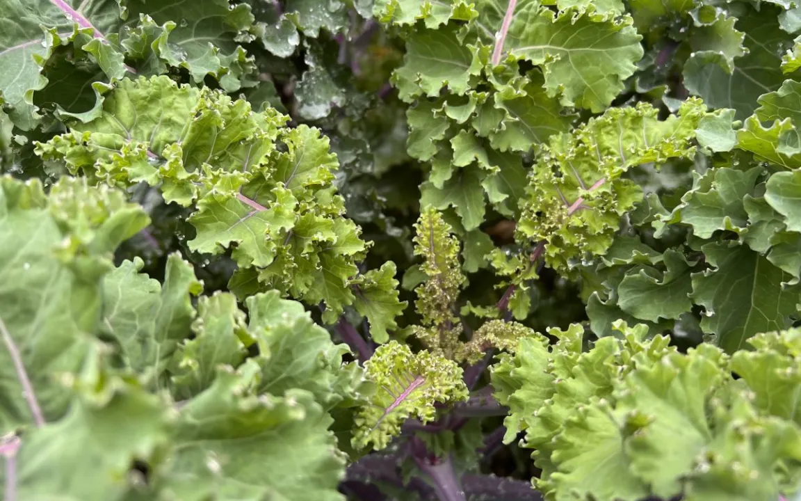 Kohl bei Kälte noch „kohliger“?