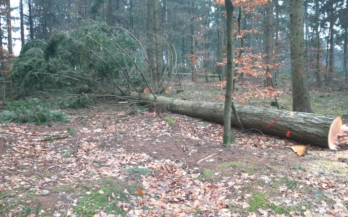 Boden des Jahres 2024: Der Waldboden