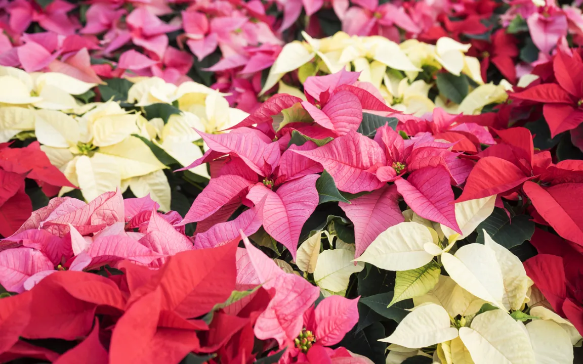 Weihnachtsstern übersommern statt wegwerfen