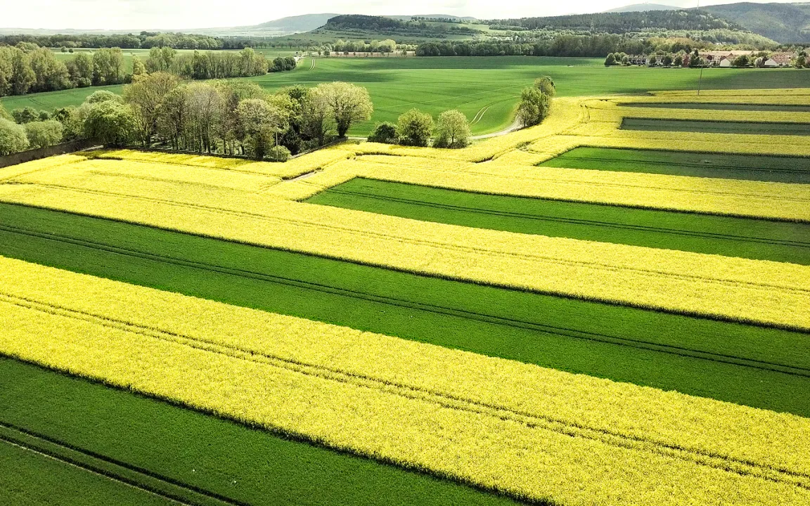 Mehr Nützlinge, weniger Schädlinge in Mischkulturen