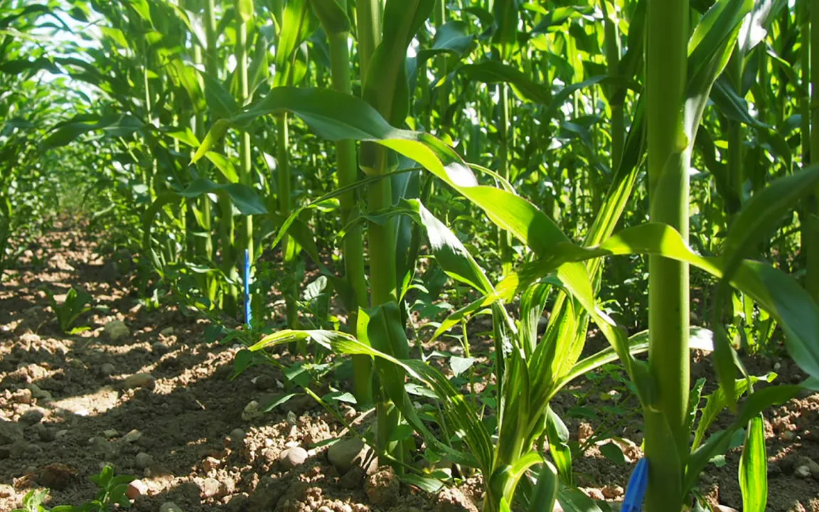 Impfung gegen kranke Böden