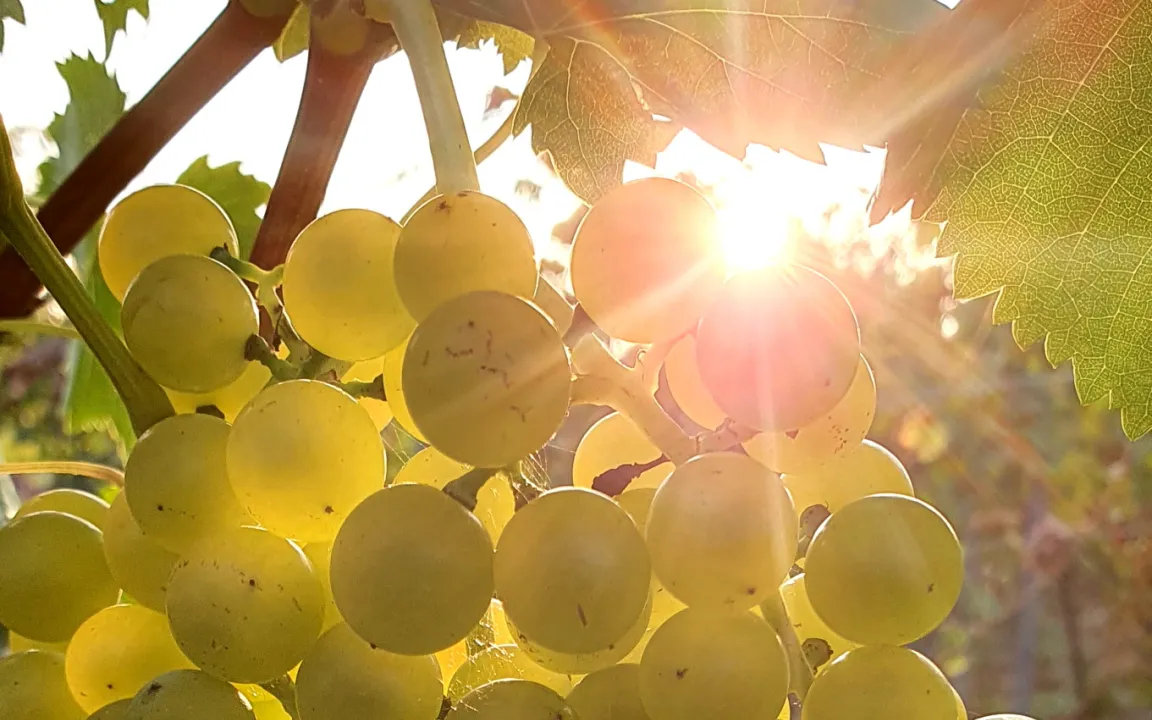 Weinanbau: Nichts bleibt, wie es ist