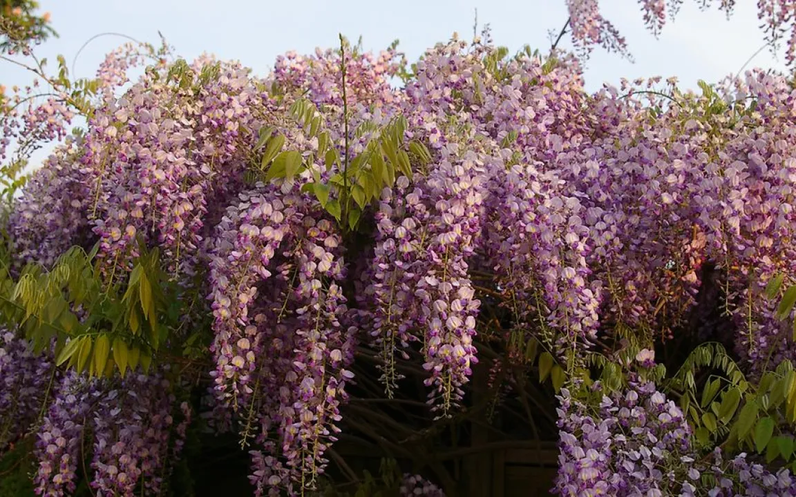 Blauregen ist „Giftpflanze des Jahres 2024“