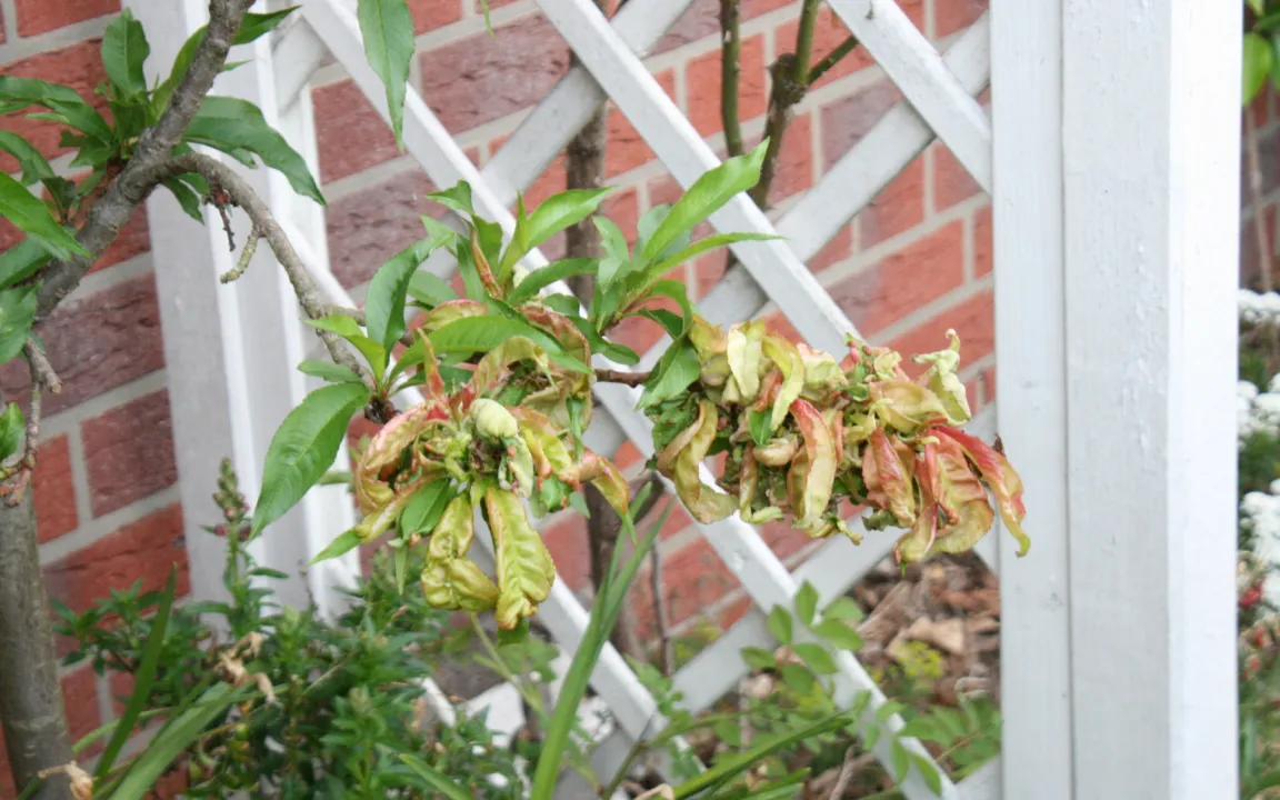 Der Kräuselkrankheit ein Schnippchen schlagen
