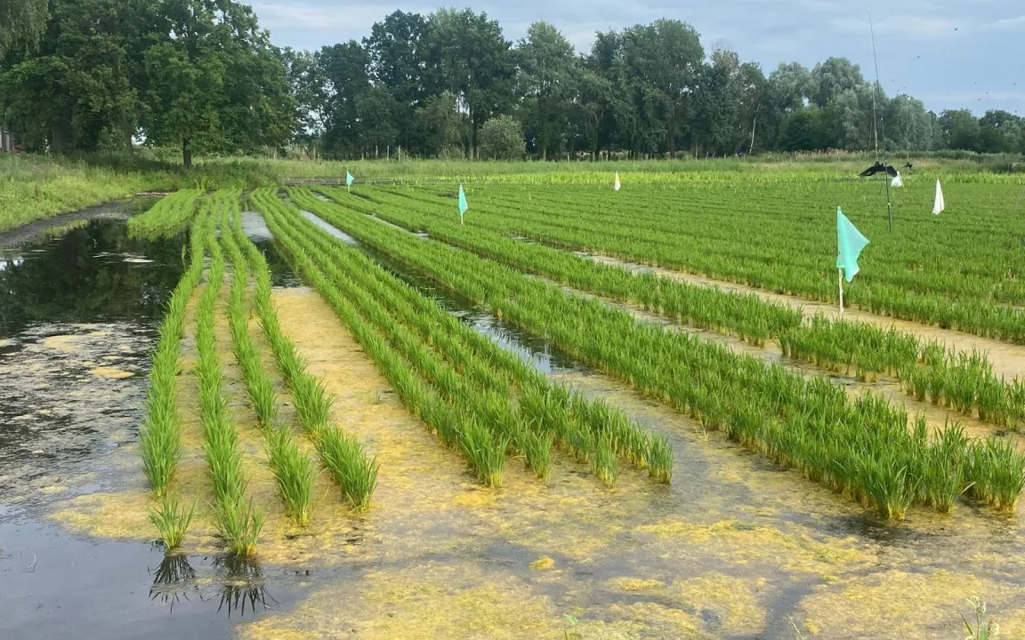 Reisanbau in Brandenburg – das ungewöhnliche Experiment geht weiter