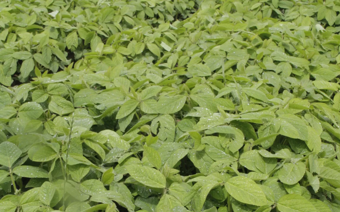 Angepasste Knöllchenbakterien für mehr Stickstoff