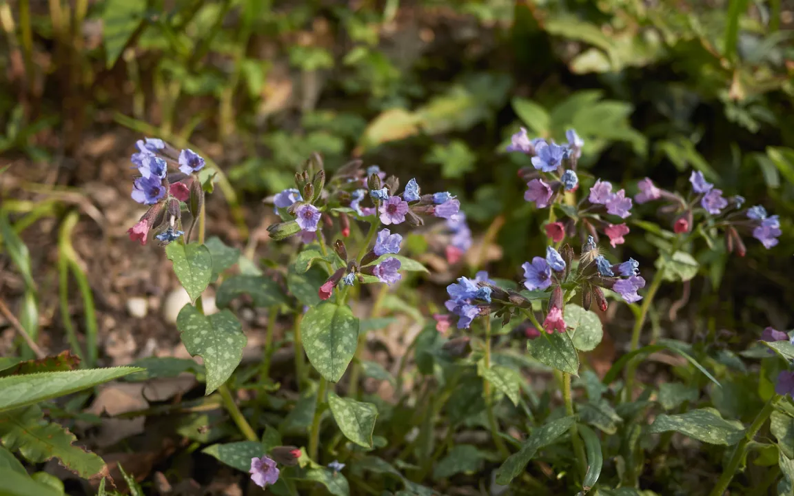 Lungenkraut – attraktiv und nützlich