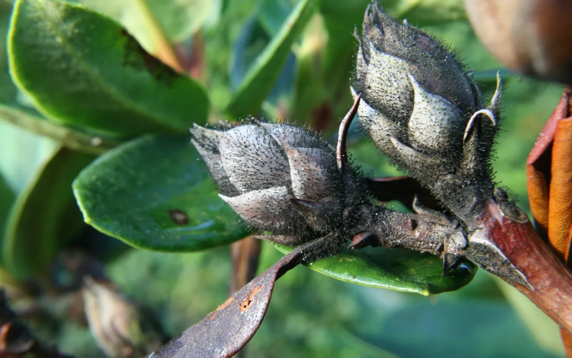 Starker Rückschnitt an Rhododendron möglich