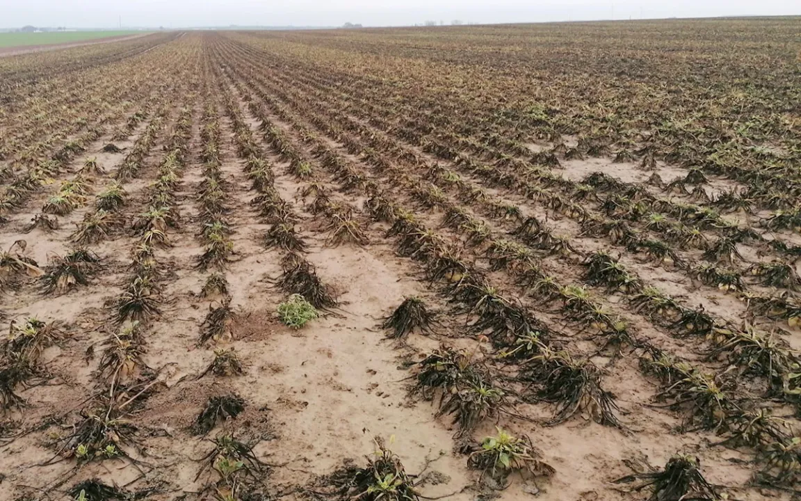 „Gummirüben“: Ratlosigkeit bei neuer Krankheit