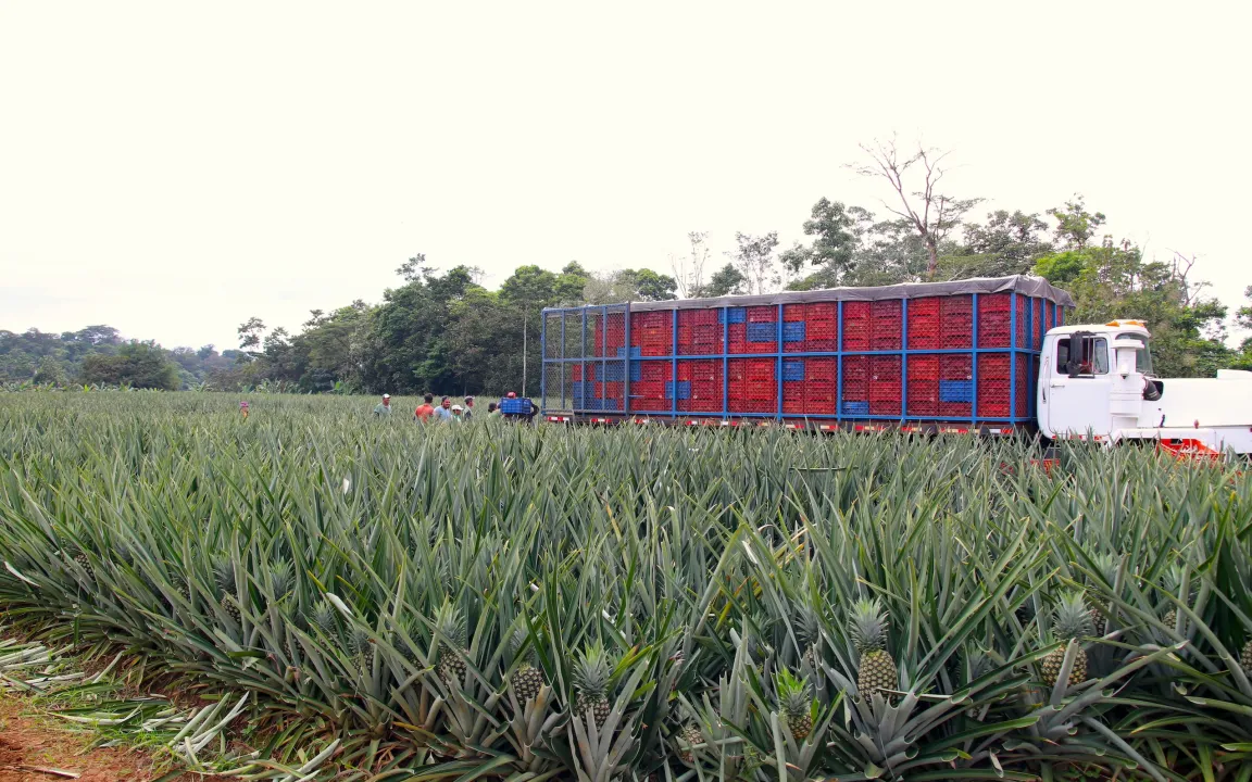 Serie: Pflanzen, die die Welt veränderten