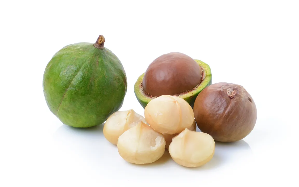 Macadamia: Die Nuss mit dem größten Marktwachstum