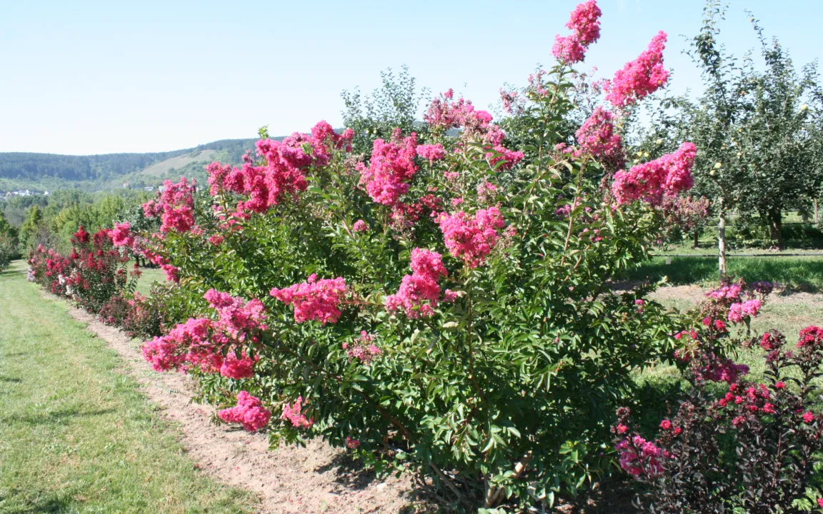 Wärmeliebender Exot Kreppmyrte