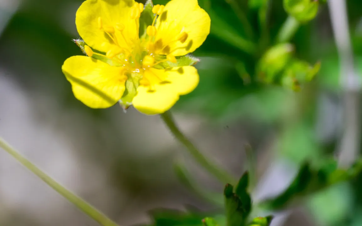 Die Blutwurz ist „Arzneipflanze des Jahres 2024“